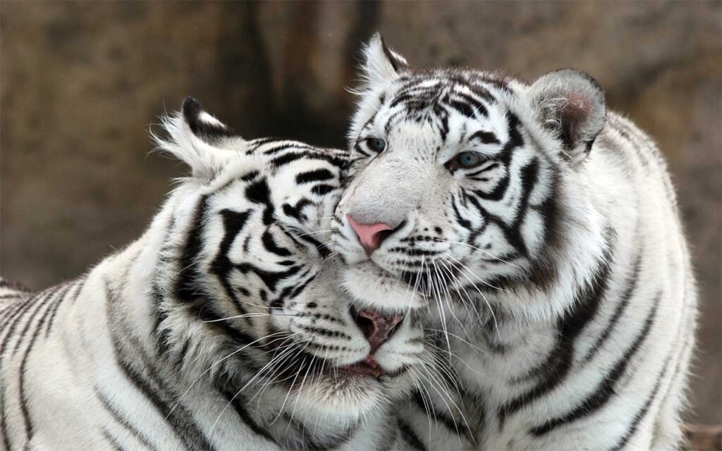 happy animals white tigers happy idioms sayings and phrases