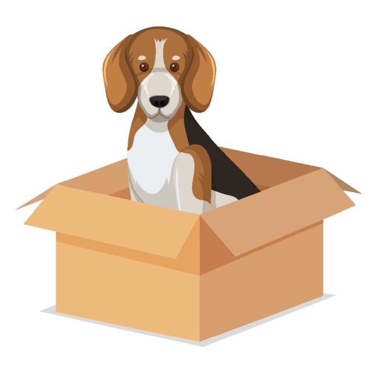 in preposition showing a dog in a box