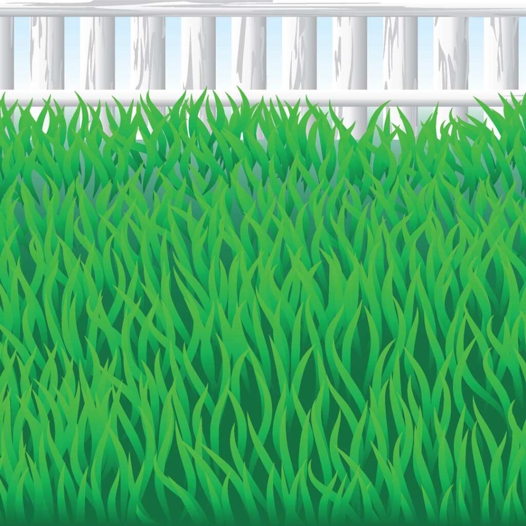 garden grass in english and thai