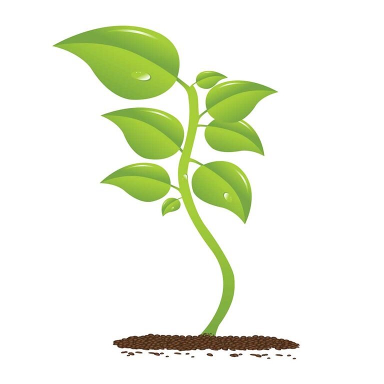 plant in english and thai