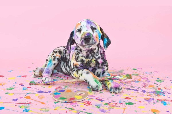 a messy puppy, animal idiom, a dog covered in paint