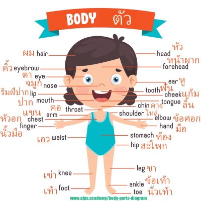 body_parts Thai English body parts diagram