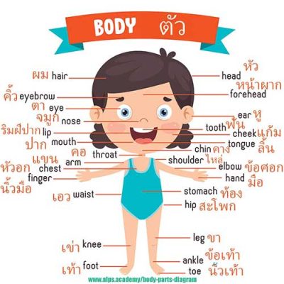 bodypartsEnglish Thai English body parts diagram