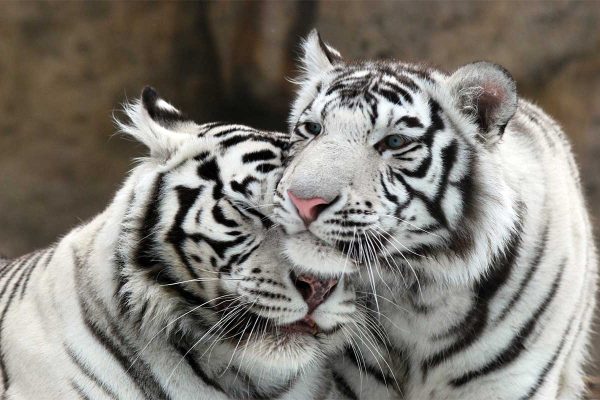 happy animals white tigers happy idioms sayings and phrases